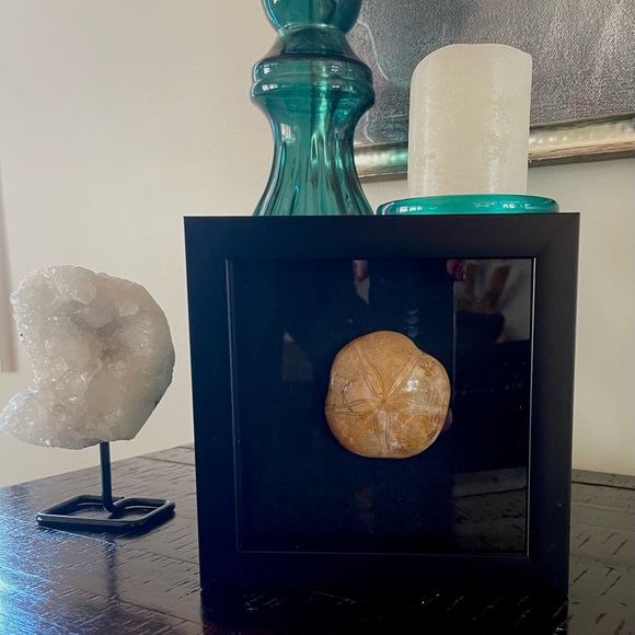 Fossil - Sand dollar fossil framed wall art - Picture 5 of 6